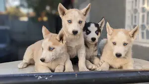 Photo - 1-3 months Male Purebred Siberian Husky