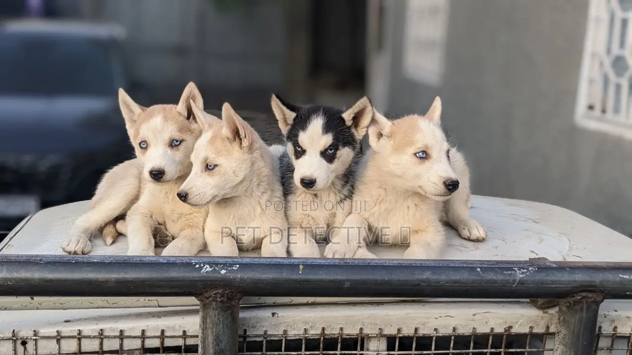 1-3 months Male Purebred Siberian Husky