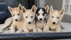 Photo - 1-3 months Male Purebred Siberian Husky