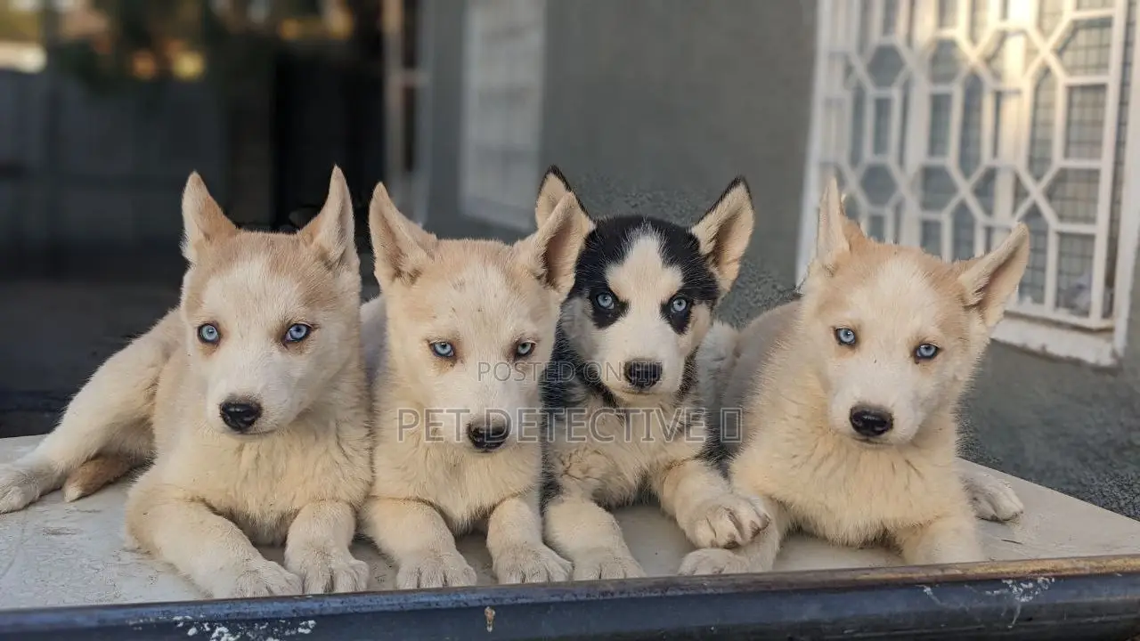 1-3 months Male Purebred Siberian Husky
