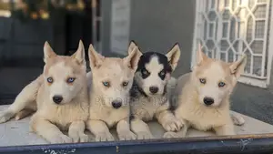 Photo - 1-3 months Male Purebred Siberian Husky
