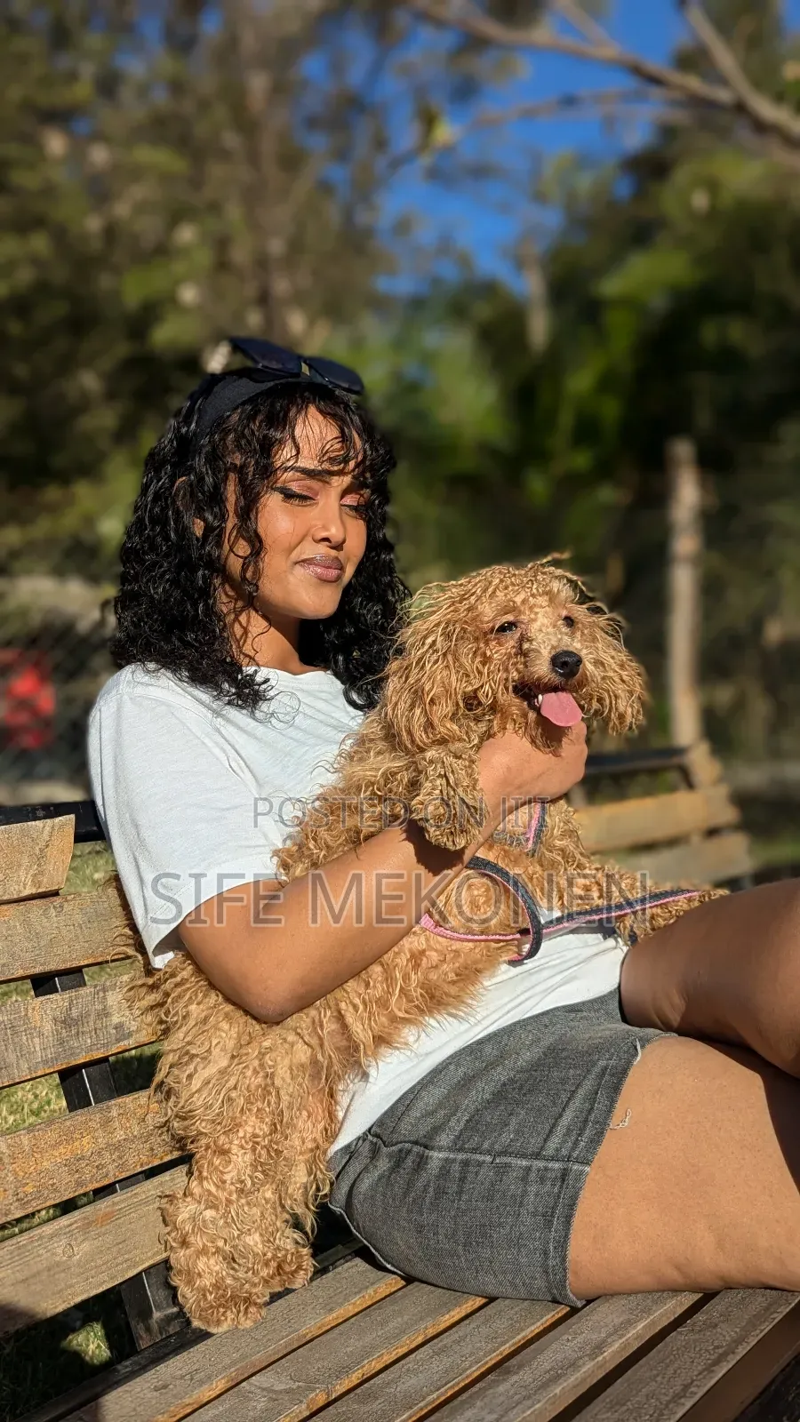 1-3 months Male Purebred Poodle