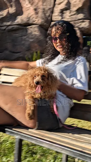 1-3 months Male Purebred Poodle