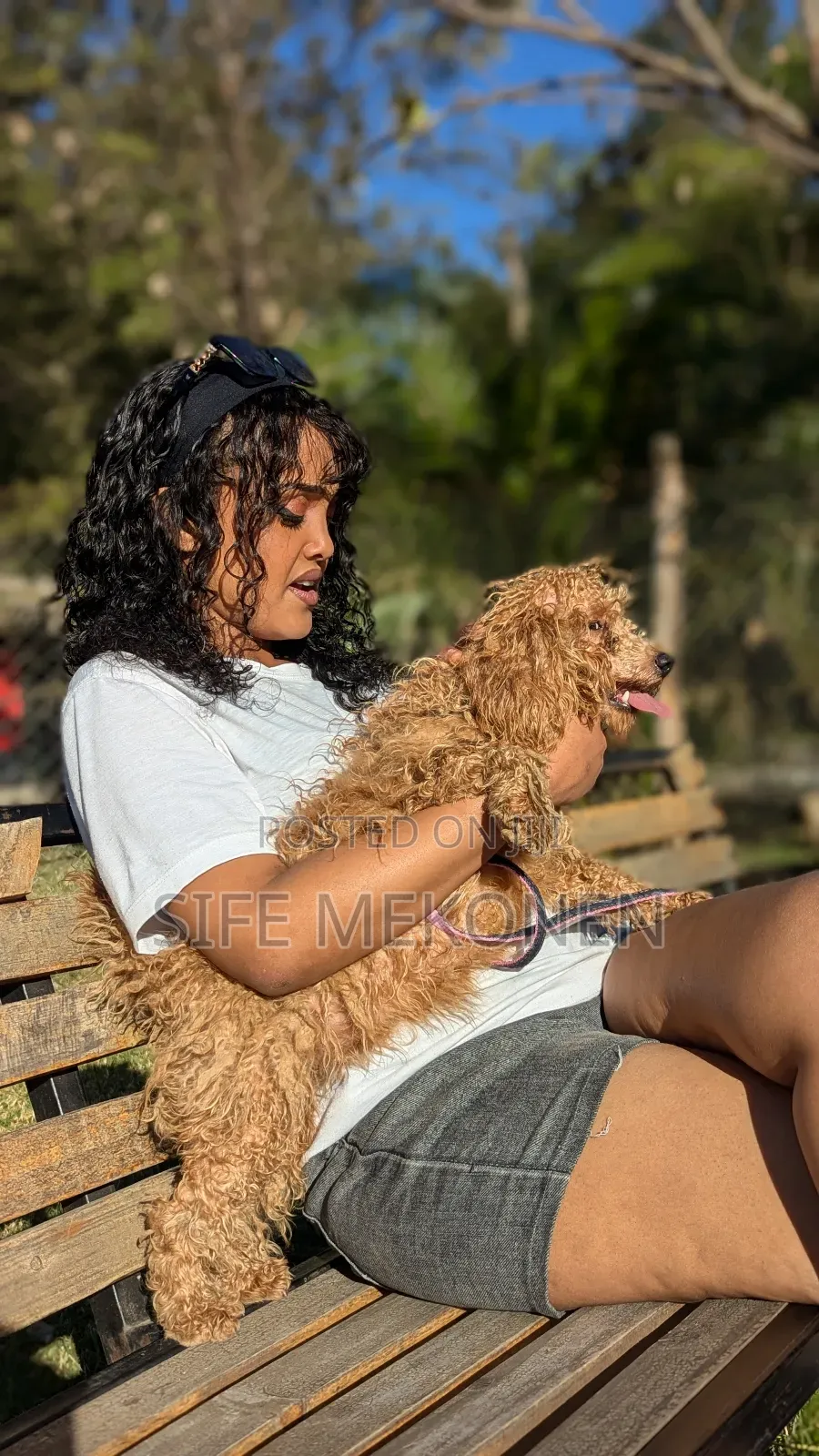 1-3 months Male Purebred Poodle