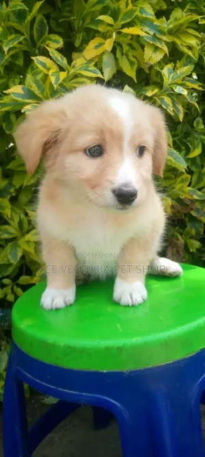 Photo - 1-3 months Male Purebred Maltese