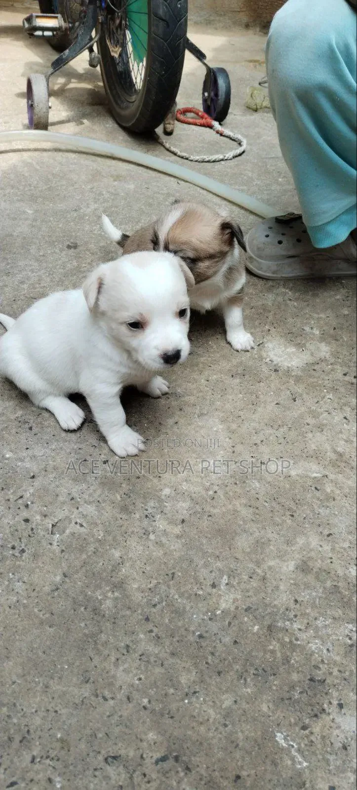 1-3 months Male Purebred Maltese