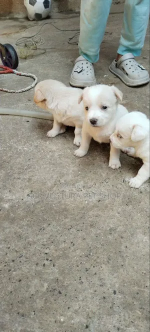 Photo - 1-3 months Male Purebred Maltese