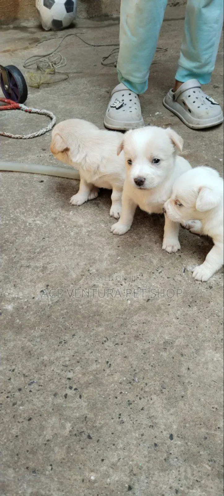 1-3 months Male Purebred Maltese