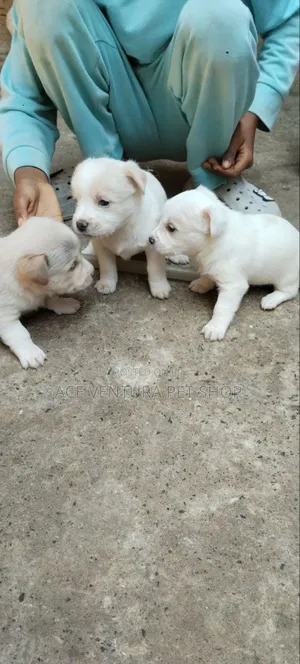 1-3 months Male Purebred Maltese