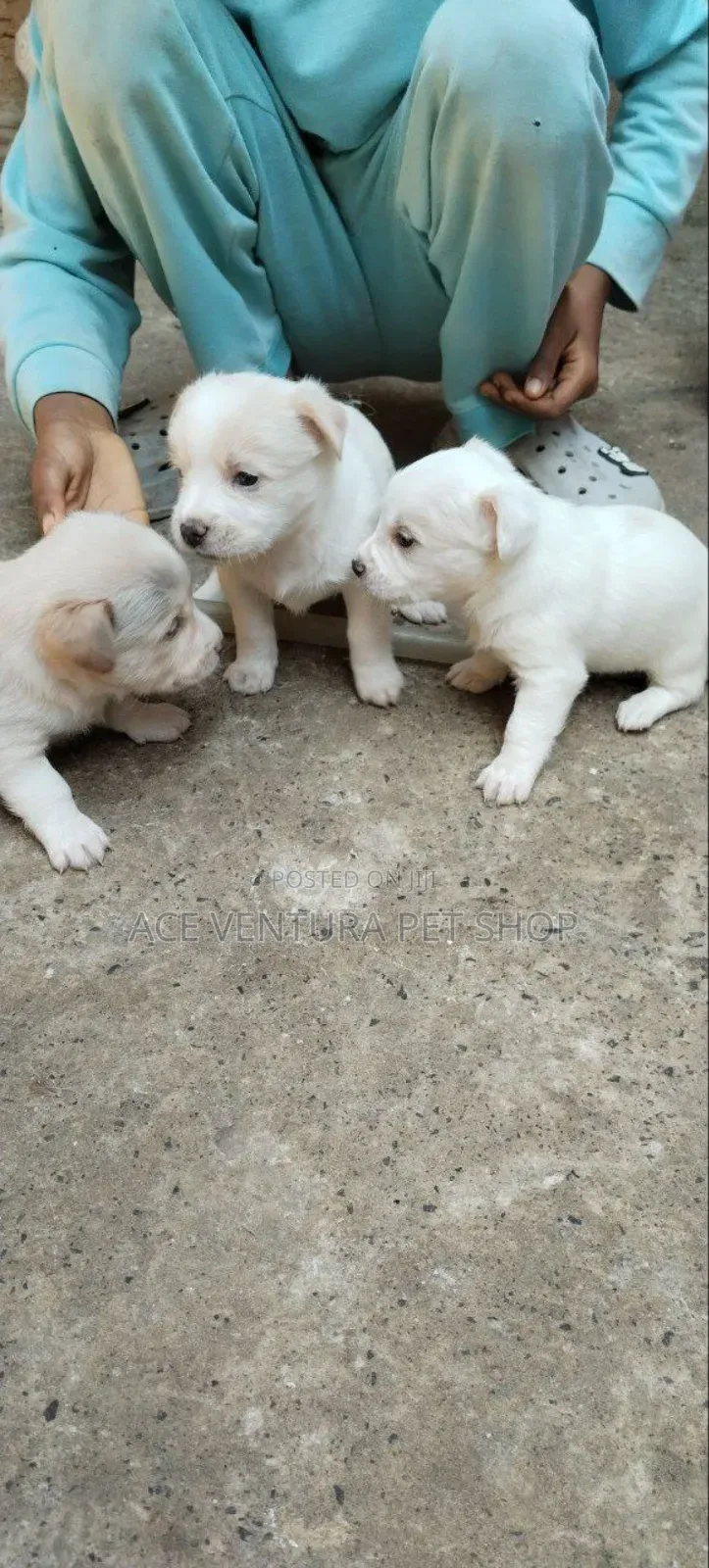 1-3 months Male Purebred Maltese