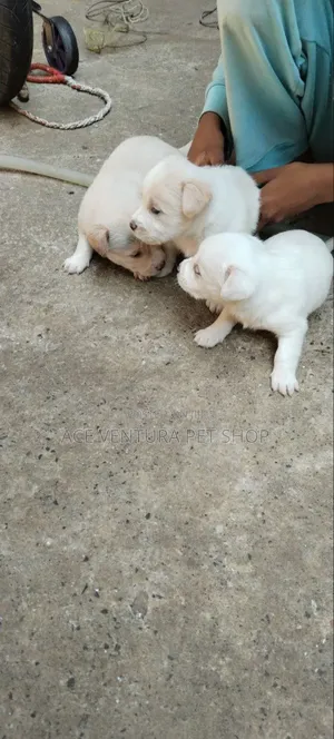 1-3 months Male Purebred Maltese