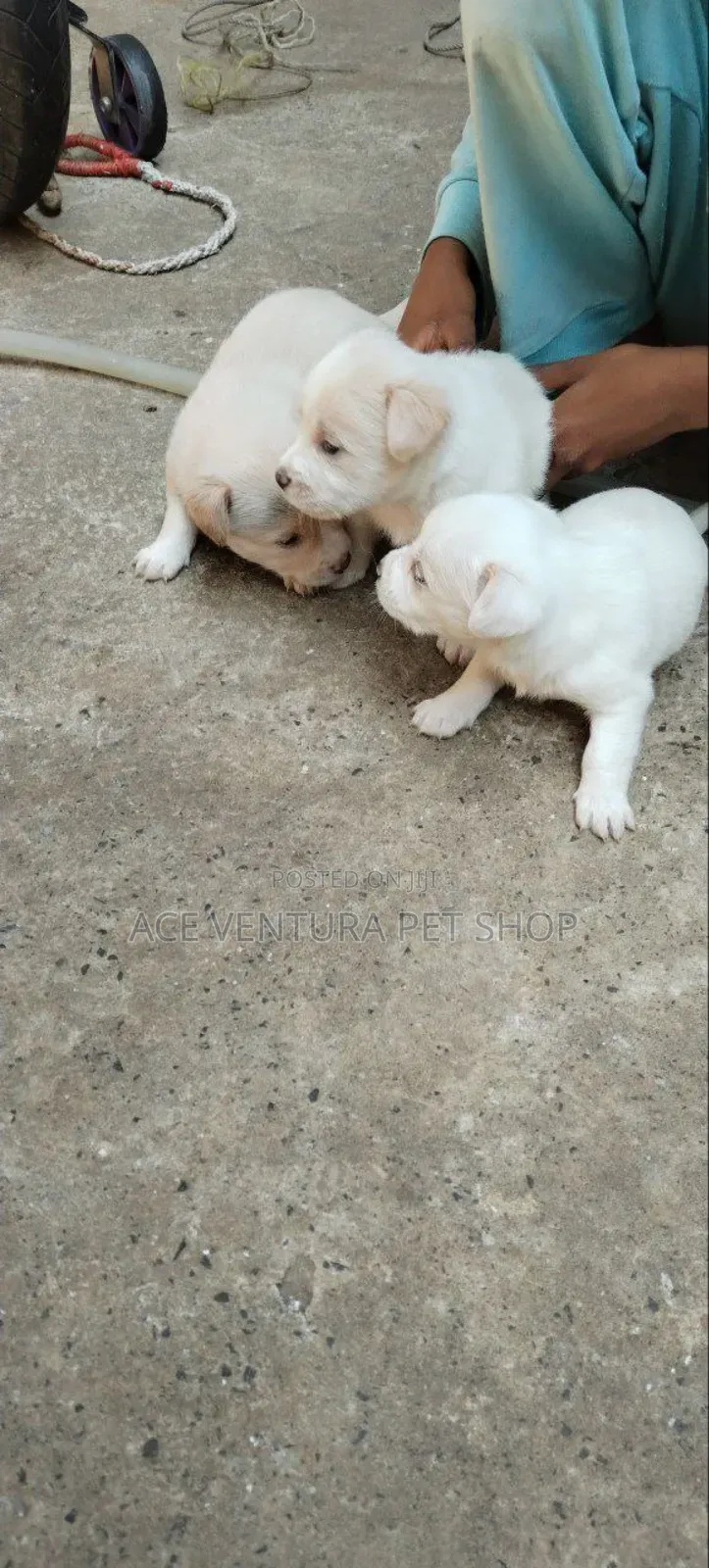 1-3 months Male Purebred Maltese