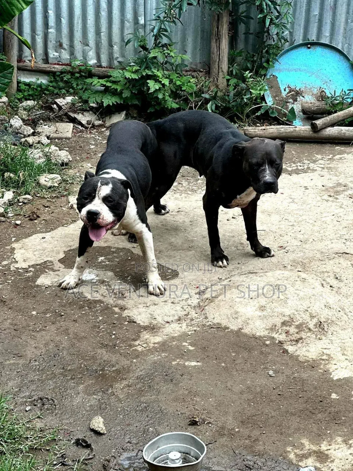 1-3 months Male Purebred American Pit Bull Terrier