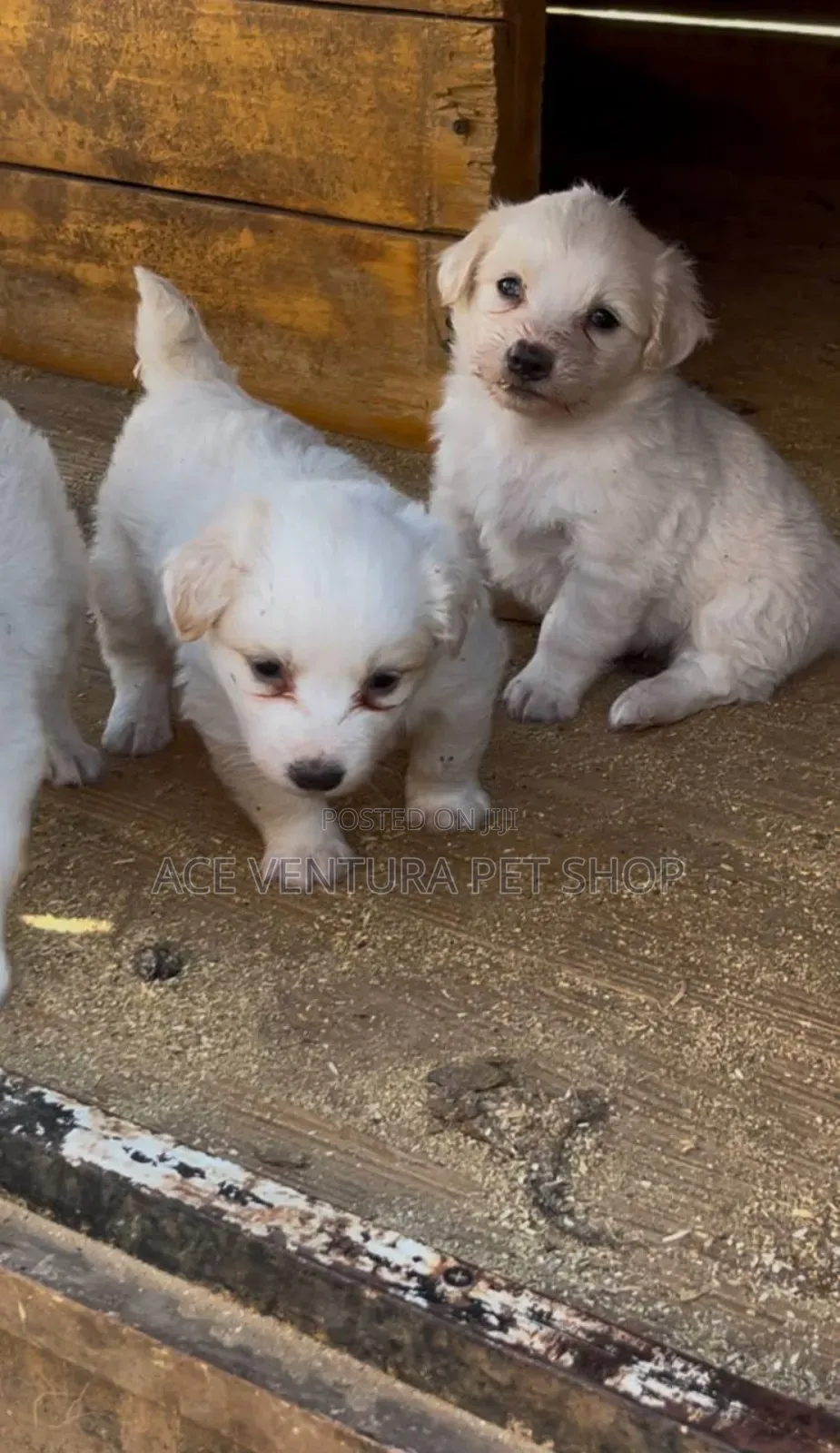 1-3 months Male Purebred Maltese