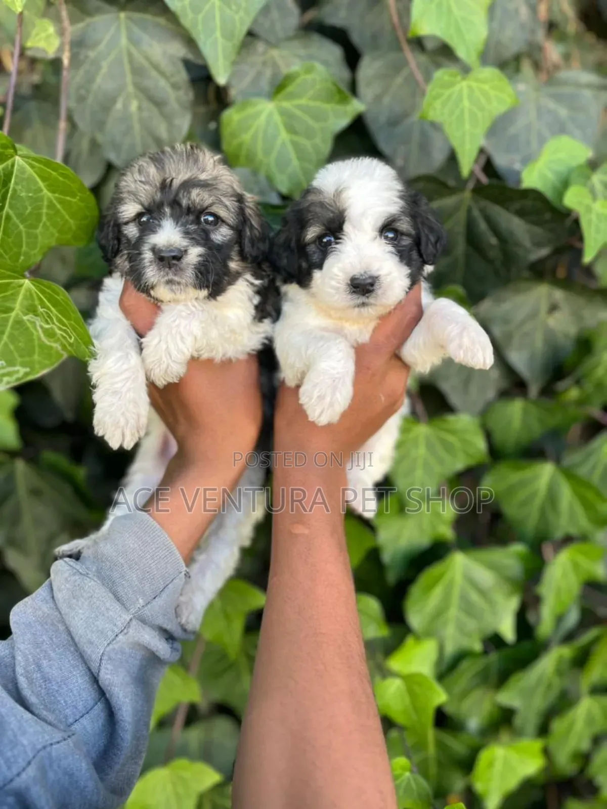 1-3 months Male Purebred Maltese