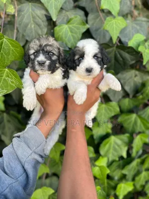 Photo - 1-3 months Male Purebred Maltese