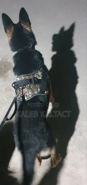 Full Body Dog Harness With Free Delivery