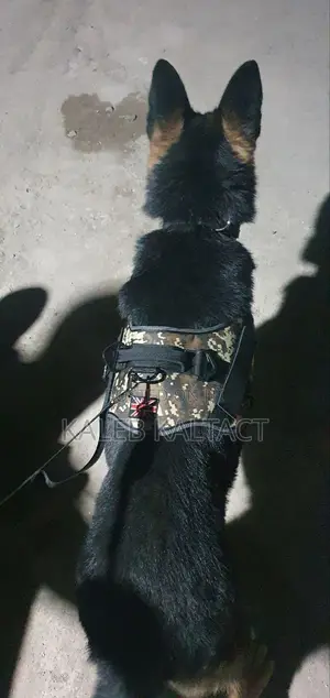 Photo - Full Body Dog Harness With Free Delivery