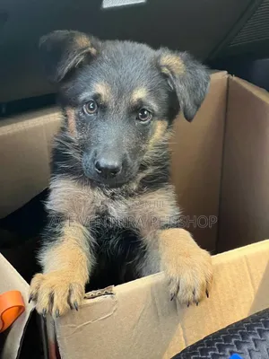 Photo - 1-3 months Male Purebred German Shepherd