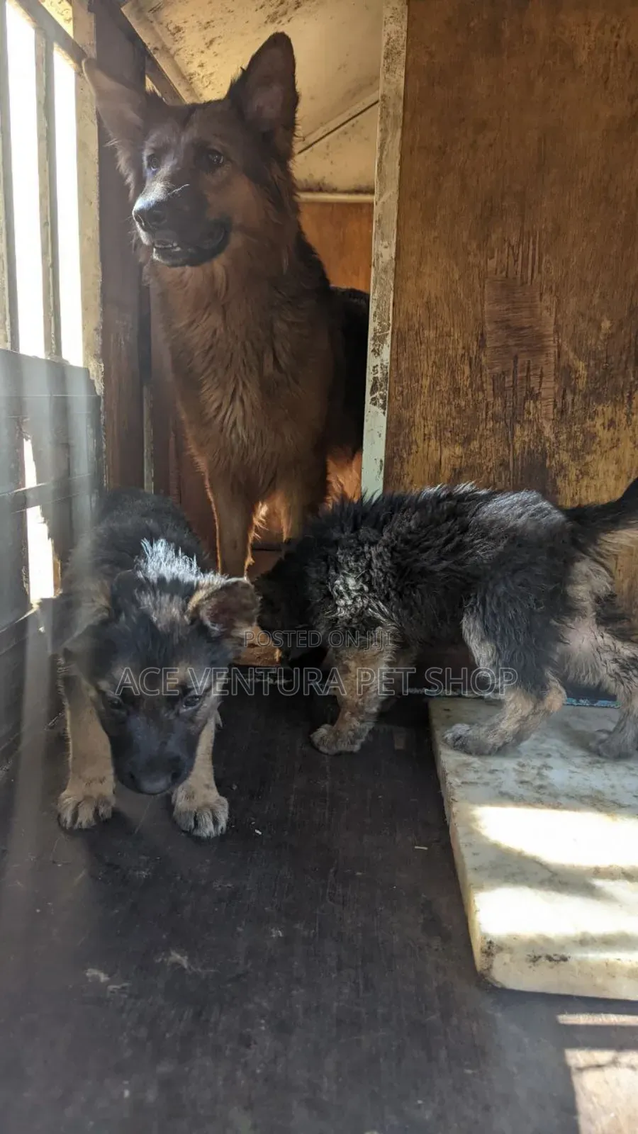 1-3 months Male Purebred German Shepherd