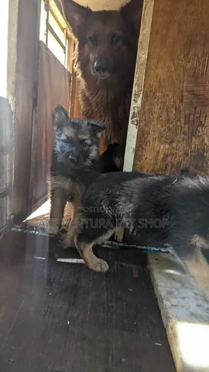 1-3 months Male Purebred German Shepherd