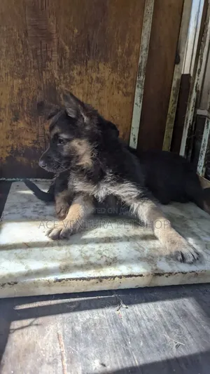 Photo - 1-3 months Male Purebred German Shepherd