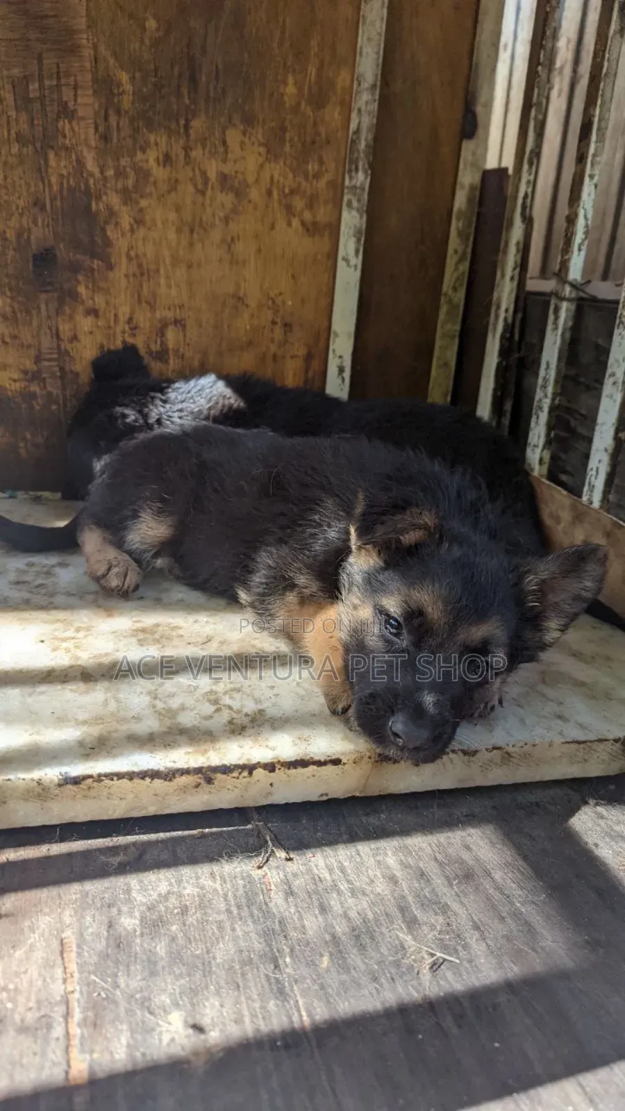 1-3 months Male Purebred German Shepherd