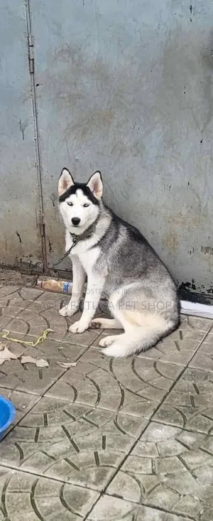 1-3 months Male Purebred Siberian Husky