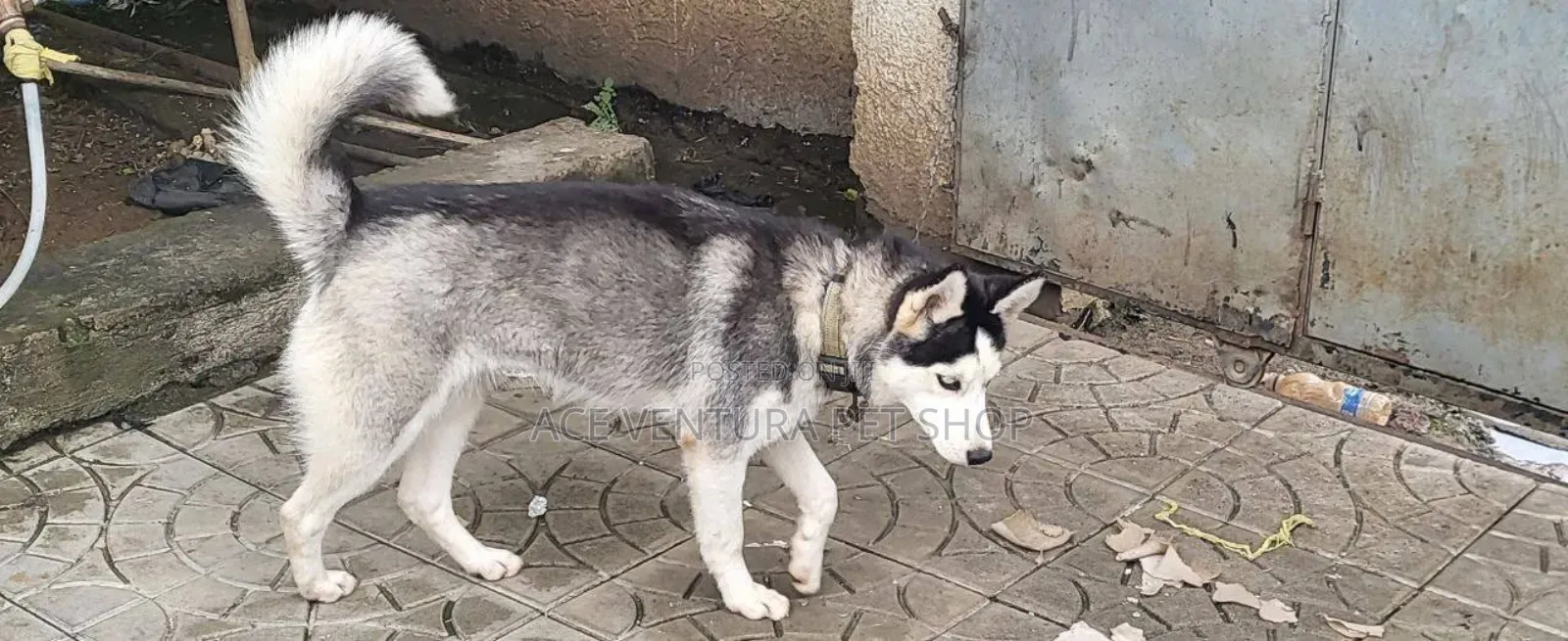 1-3 months Male Purebred Siberian Husky