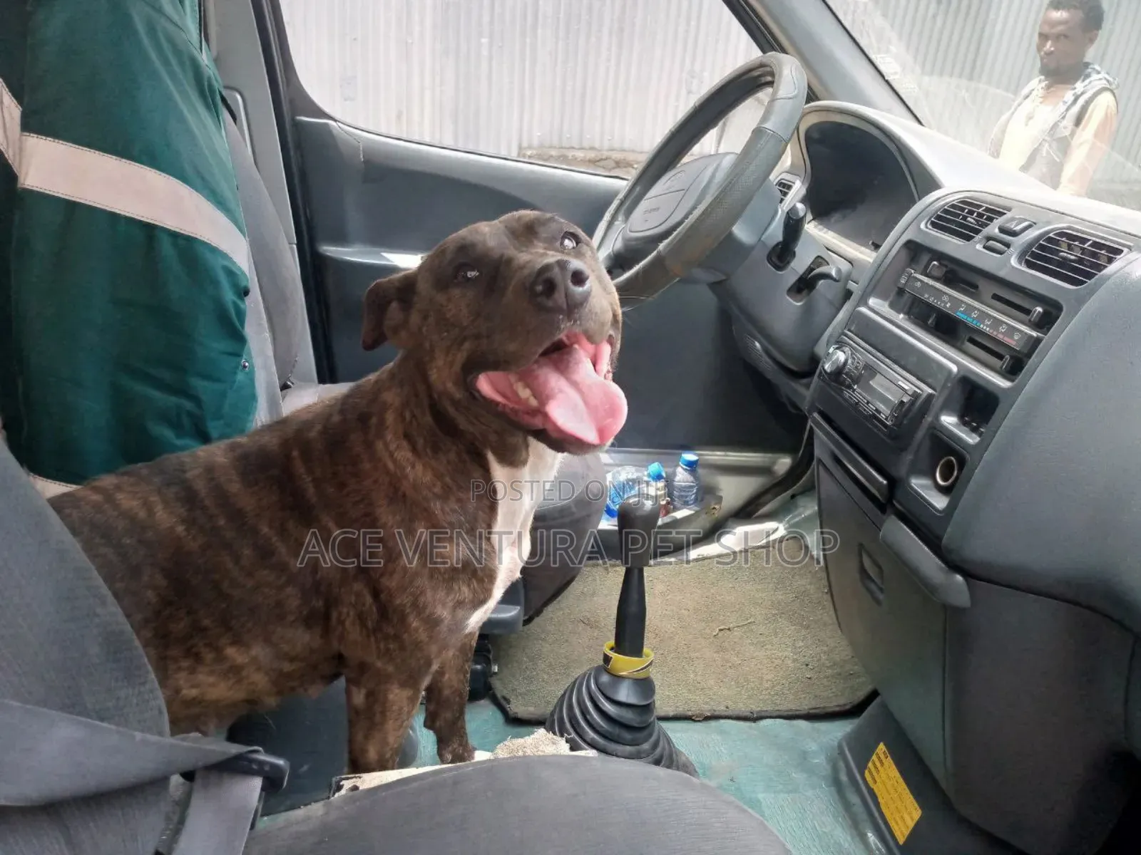 1-3 months Male Purebred American Pit Bull Terrier