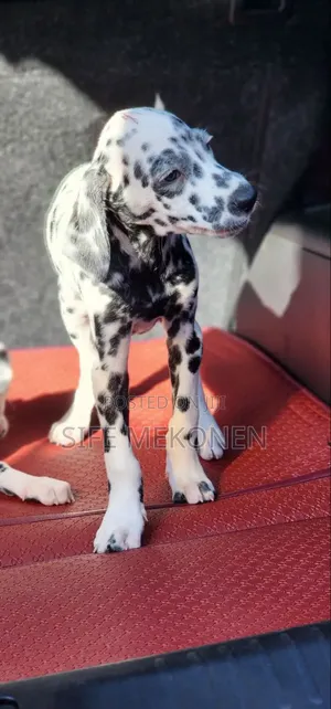 1-3 months Male Purebred Dalmatian