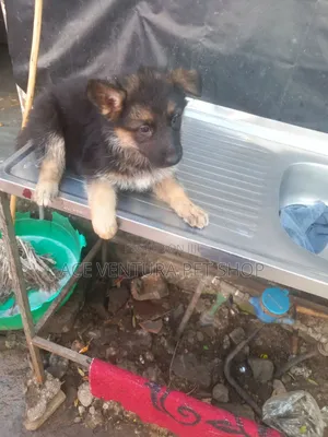 Photo - 1-3 months Male Purebred German Shepherd