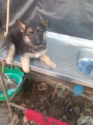 1-3 months Male Purebred German Shepherd