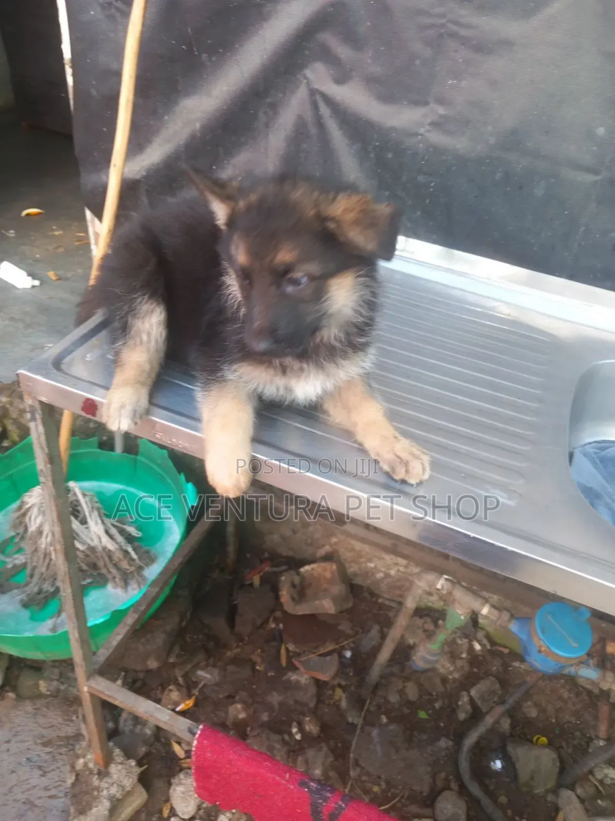 1-3 months Male Purebred German Shepherd