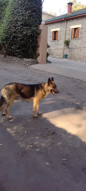 Photo - 1-3 months Male Purebred German Shepherd