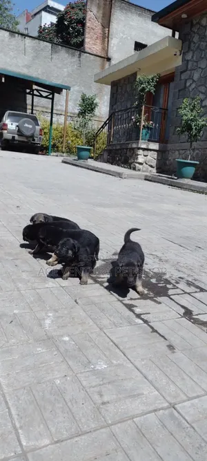 1-3 months Male Purebred German Shepherd