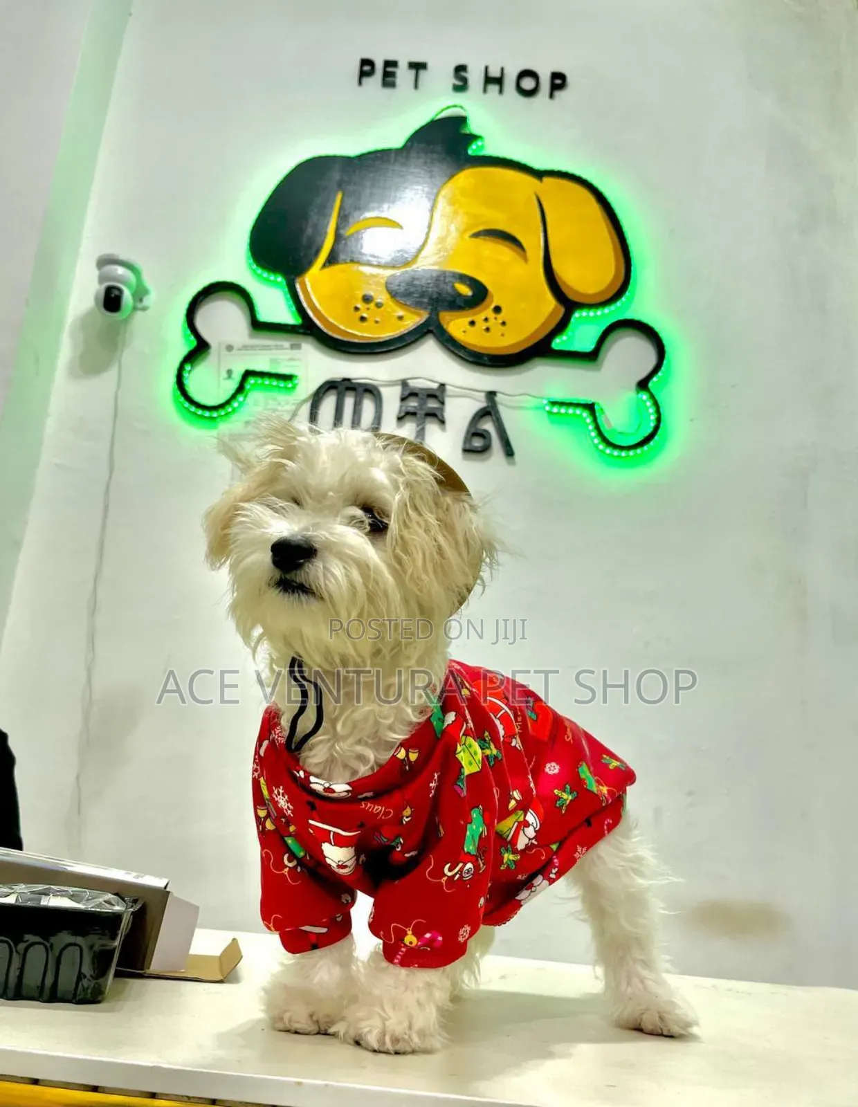 1-3 months Male Purebred Maltese