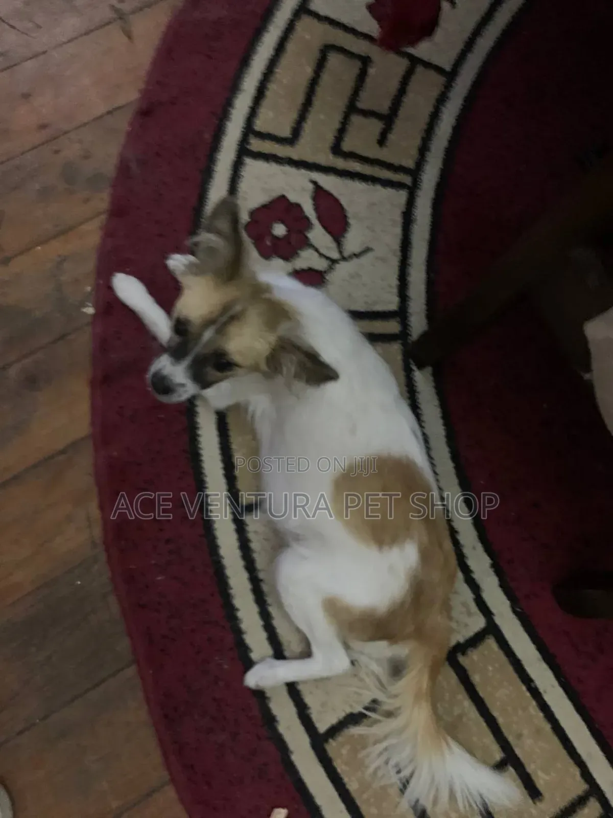 1-3 months Male Purebred Maltese