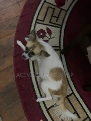 1-3 months Male Purebred Maltese