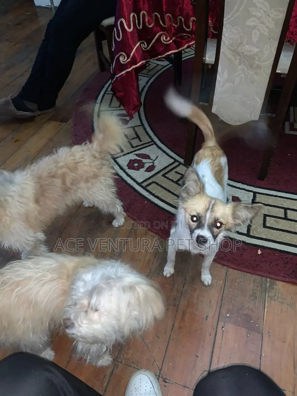 1-3 months Male Purebred Maltese