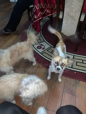 Photo - 1-3 months Male Purebred Maltese