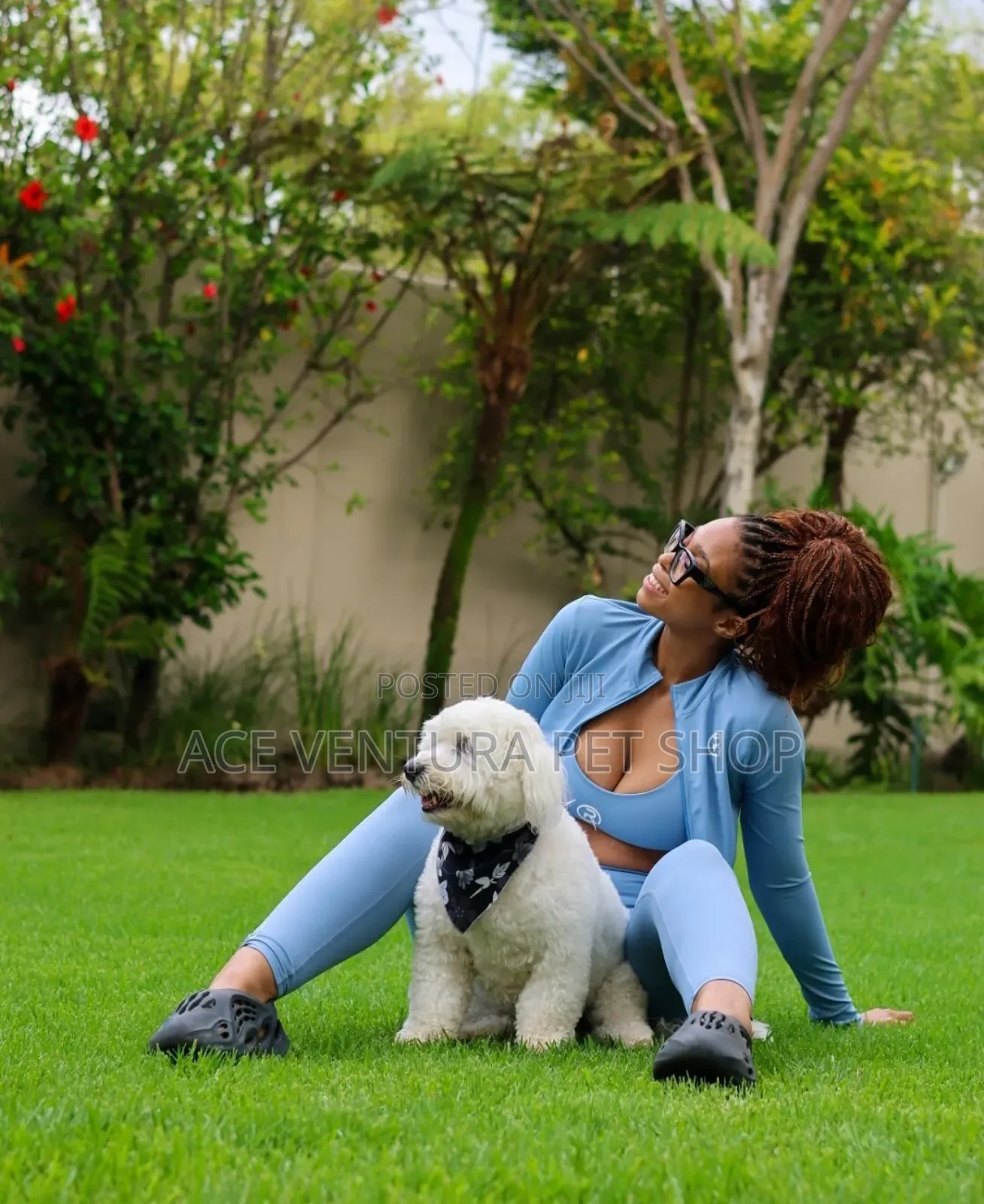 1-3 months Male Purebred Poodle