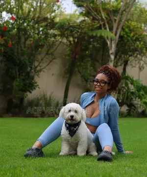 1-3 months Male Purebred Poodle