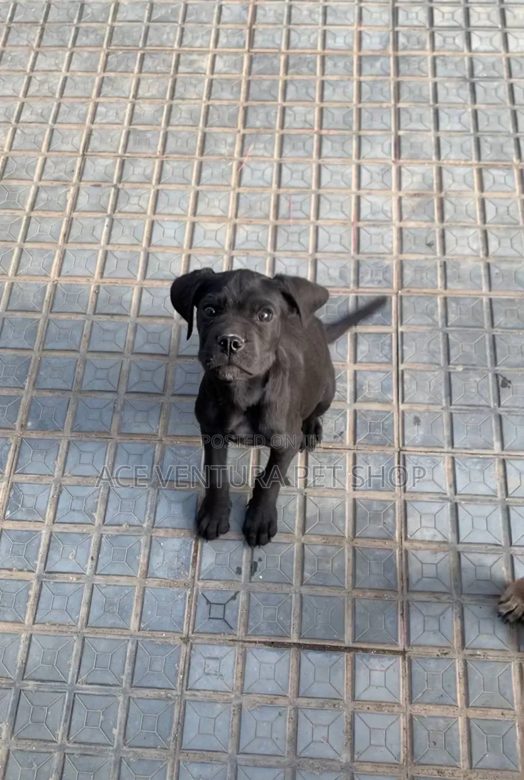 1-3 months Male Purebred Cane Corso