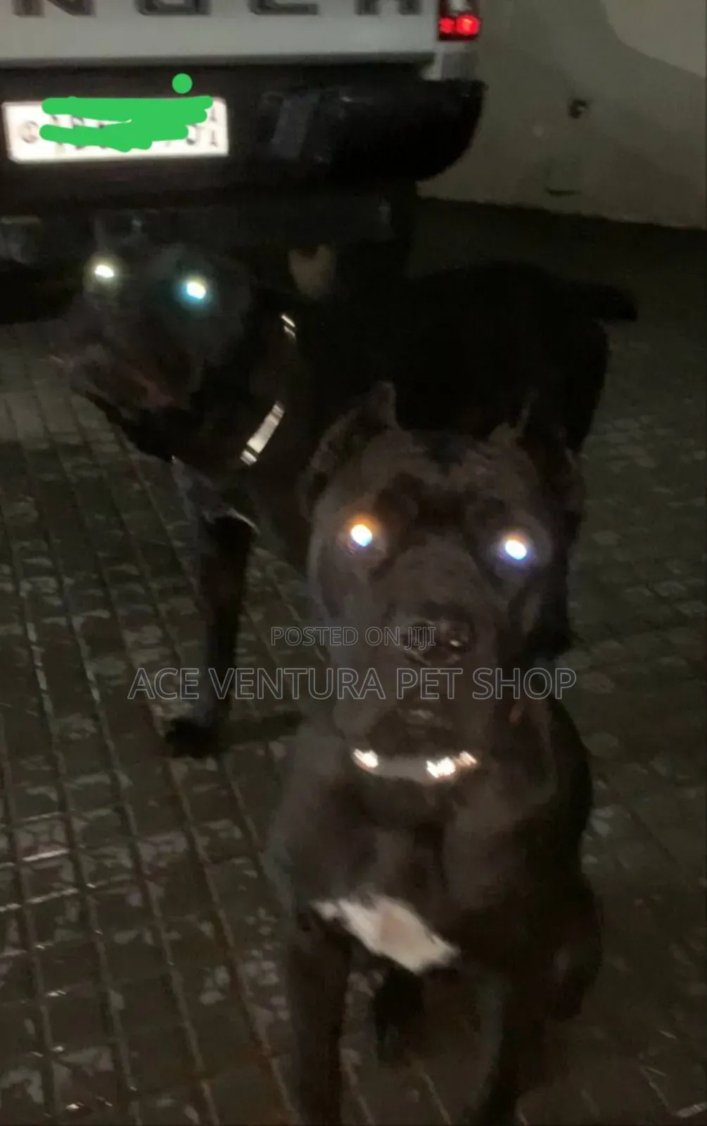 1-3 months Male Purebred Cane Corso