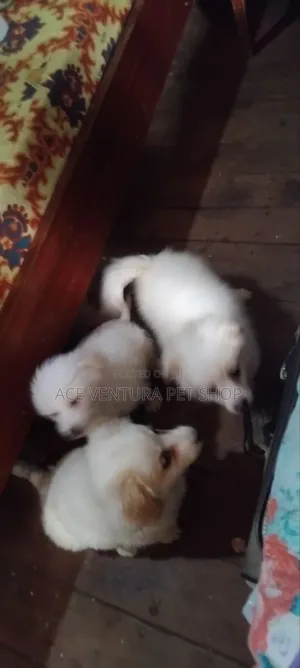 Photo - 1-3 months Male Purebred Maltese