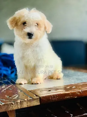 Photo - 1-3 months Male Purebred Maltese