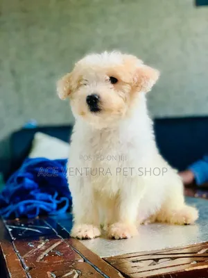 1-3 months Male Purebred Maltese