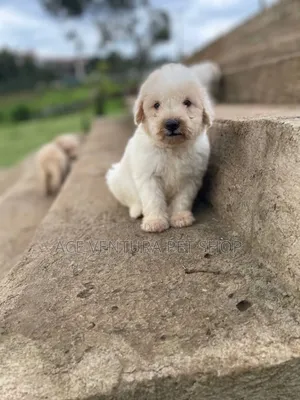 Photo - 1-3 months Male Purebred Maltese