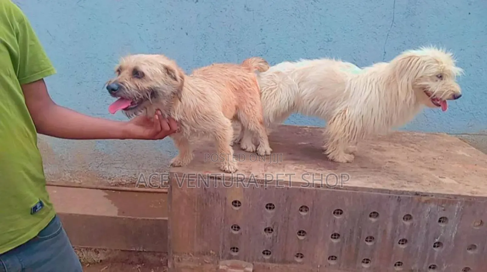 1-3 months Male Purebred Maltese